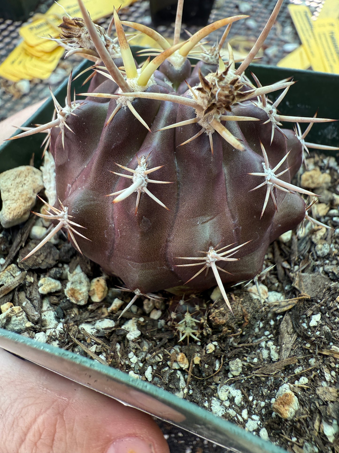 Neoporteria aspillagai rare cactus with pups 169