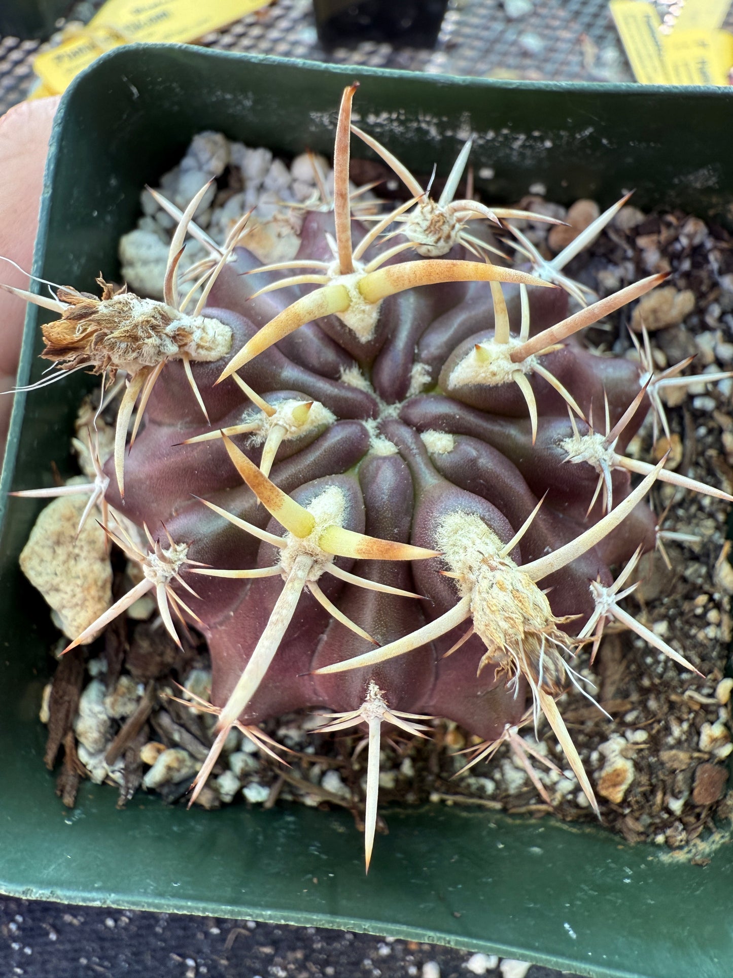 Neoporteria aspillagai rare cactus with pups 169