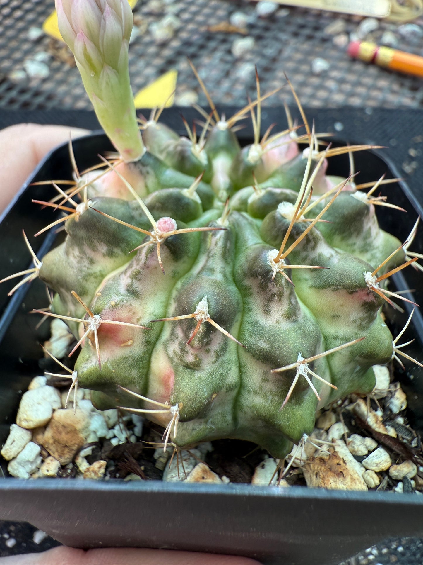 Gymnocalycium morning glory rare plant 171