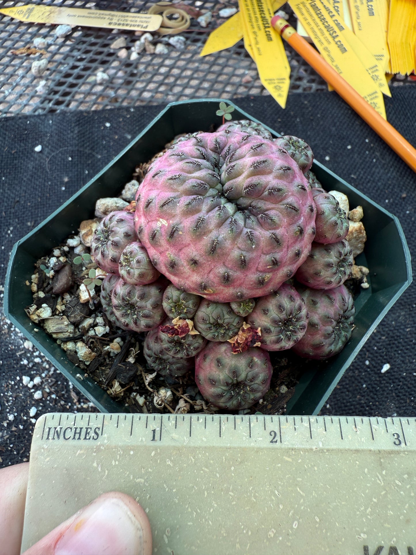 Sulcorebutia rauschii violaceidermis rare cactus 173