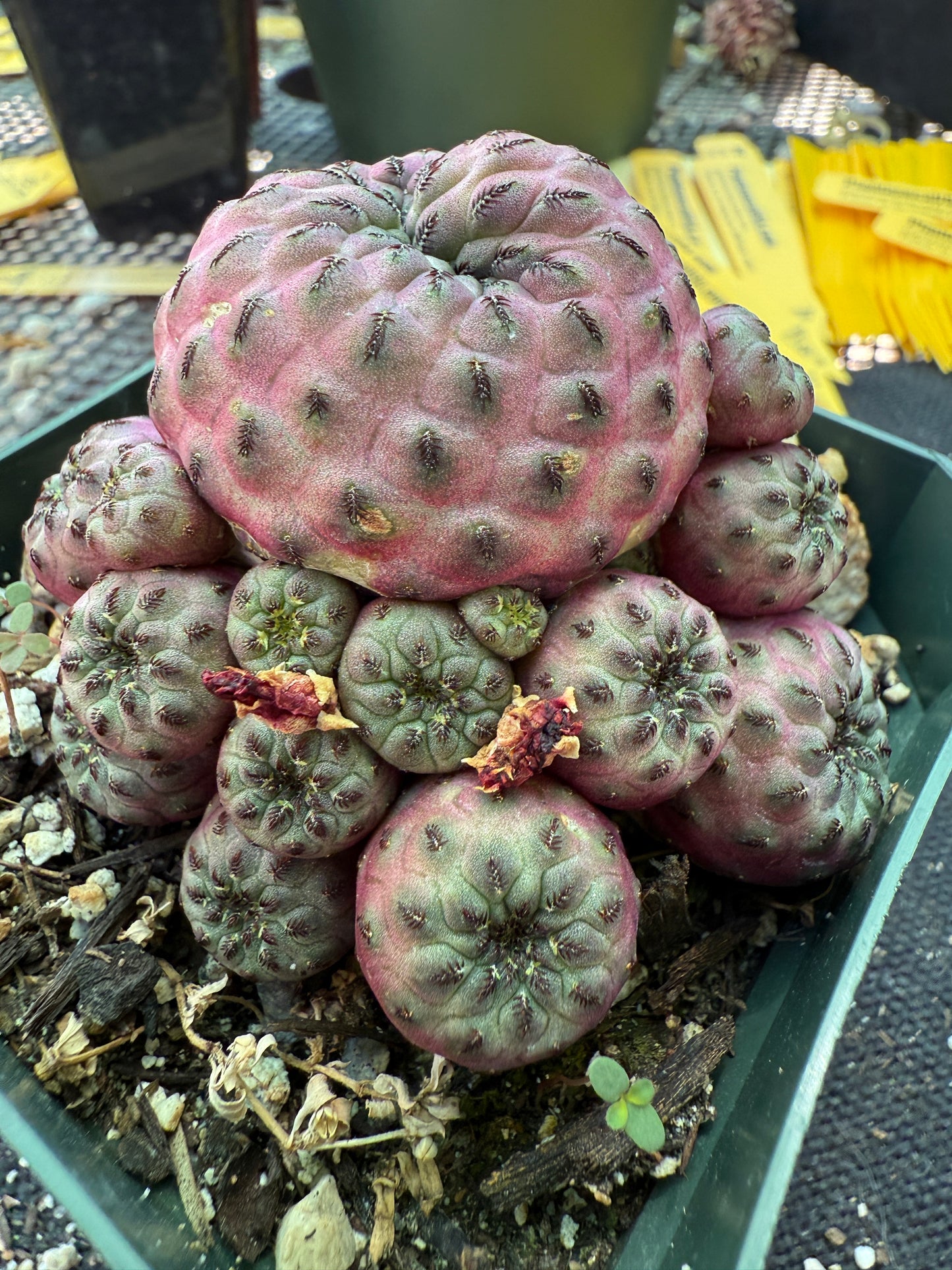 Sulcorebutia rauschii violaceidermis rare cactus 173