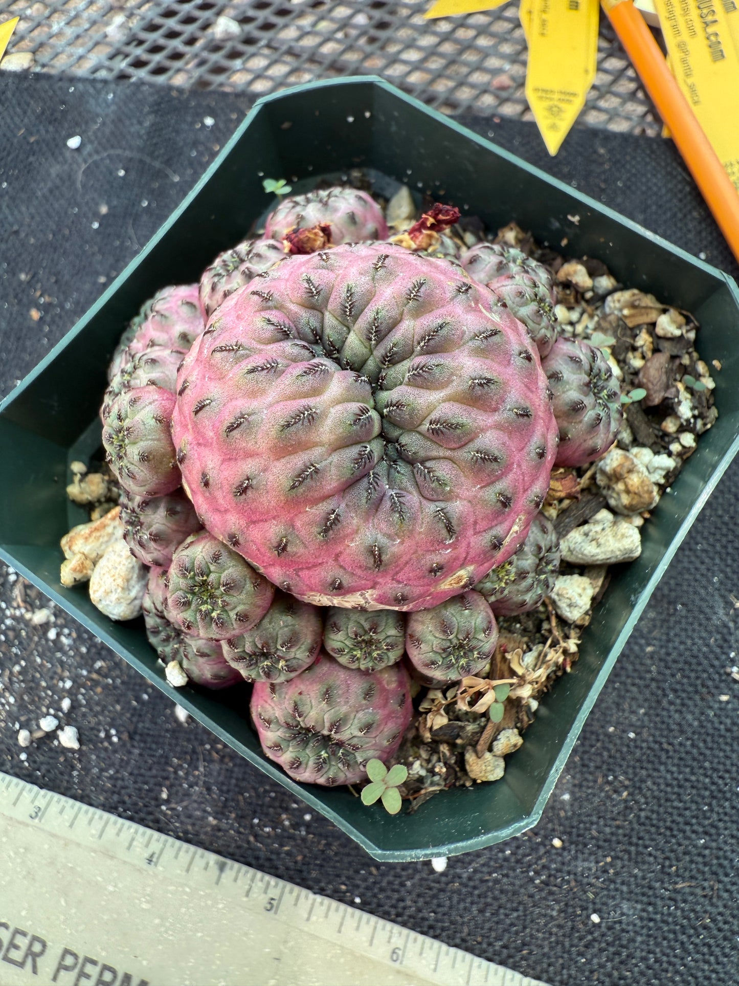 Sulcorebutia rauschii violaceidermis rare cactus 173