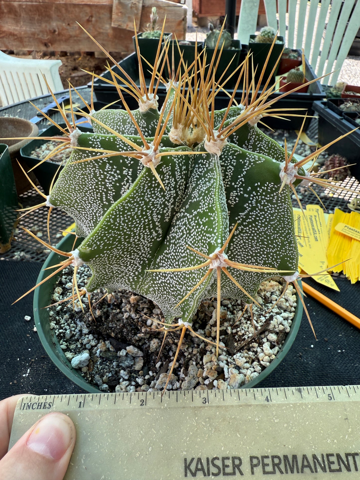Astrophytum ornatum golden spines very nice 178
