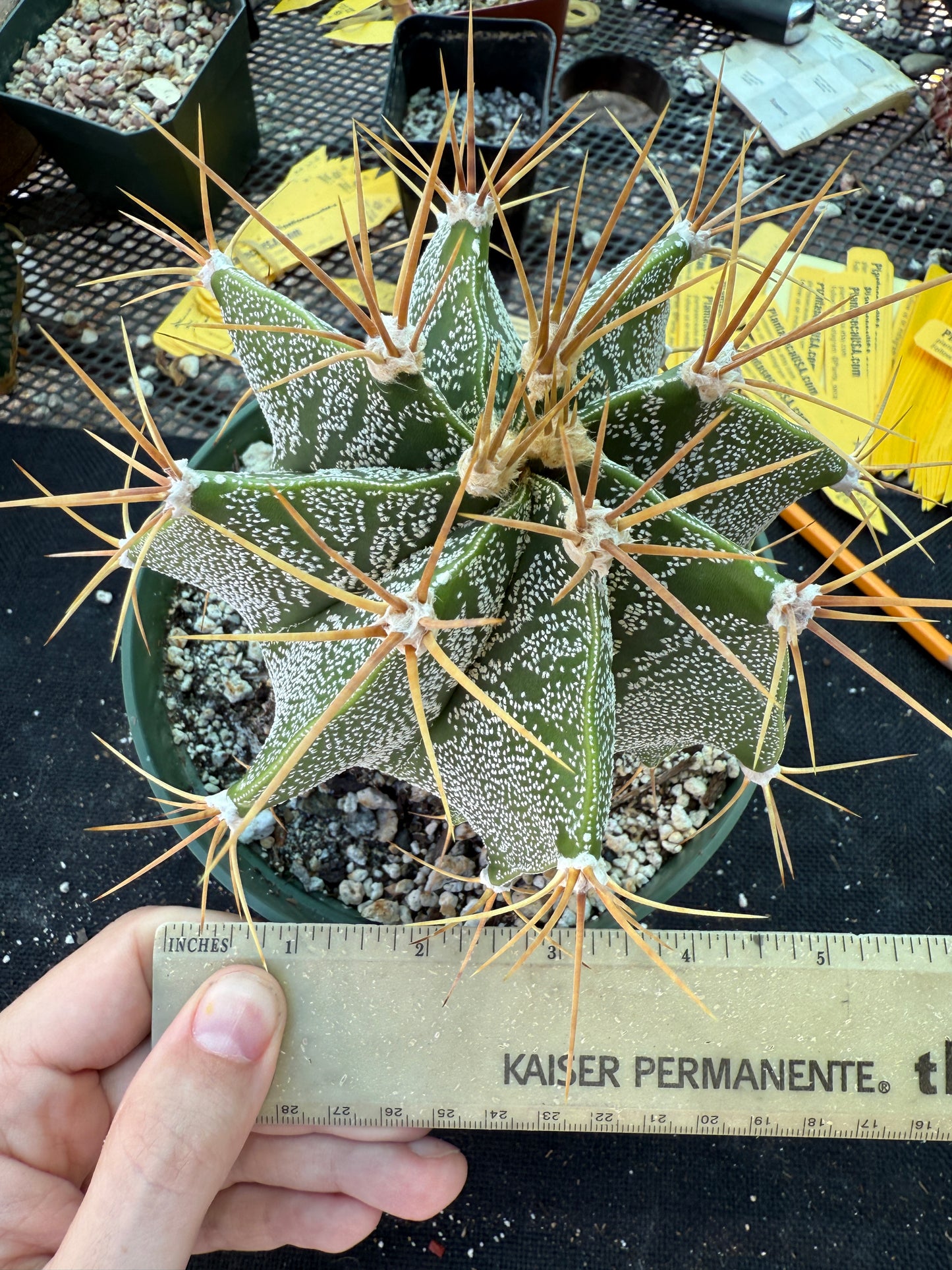 Astrophytum ornatum golden spines very nice 178