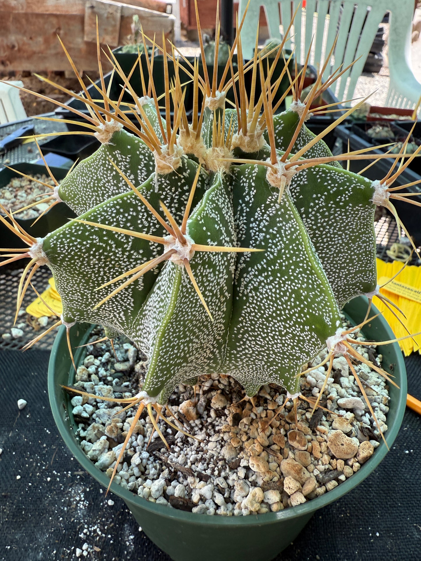 Astrophytum ornatum golden spines very nice 178