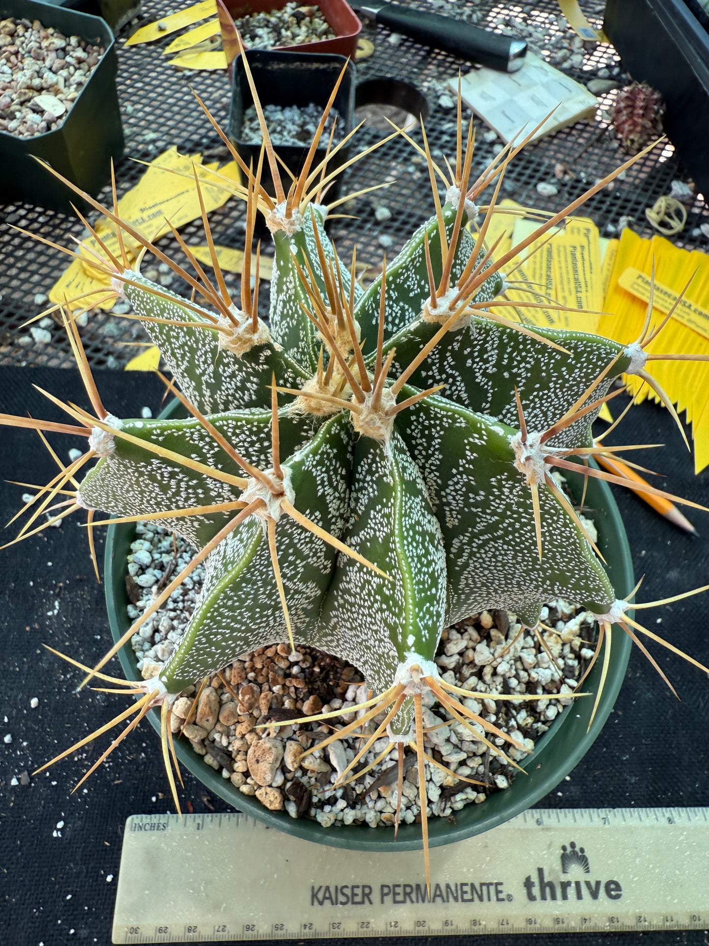 Astrophytum ornatum golden spines very nice 178