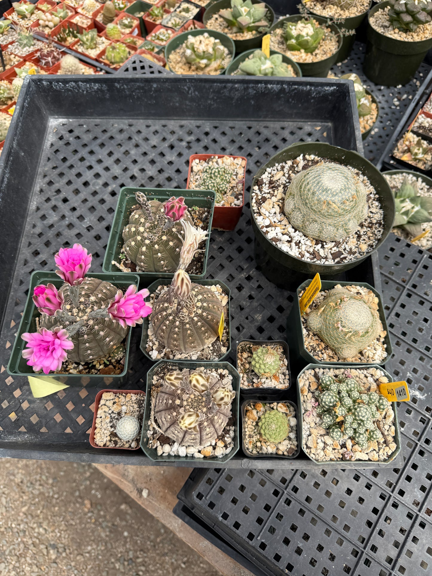 Plants for belle