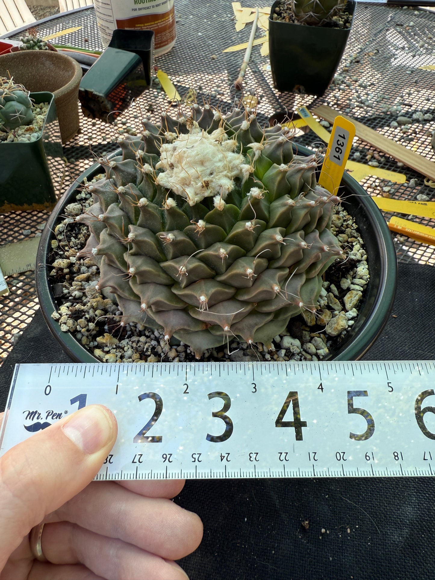 Obregonia denegrii 5 inch wide specimen rare plant 1361