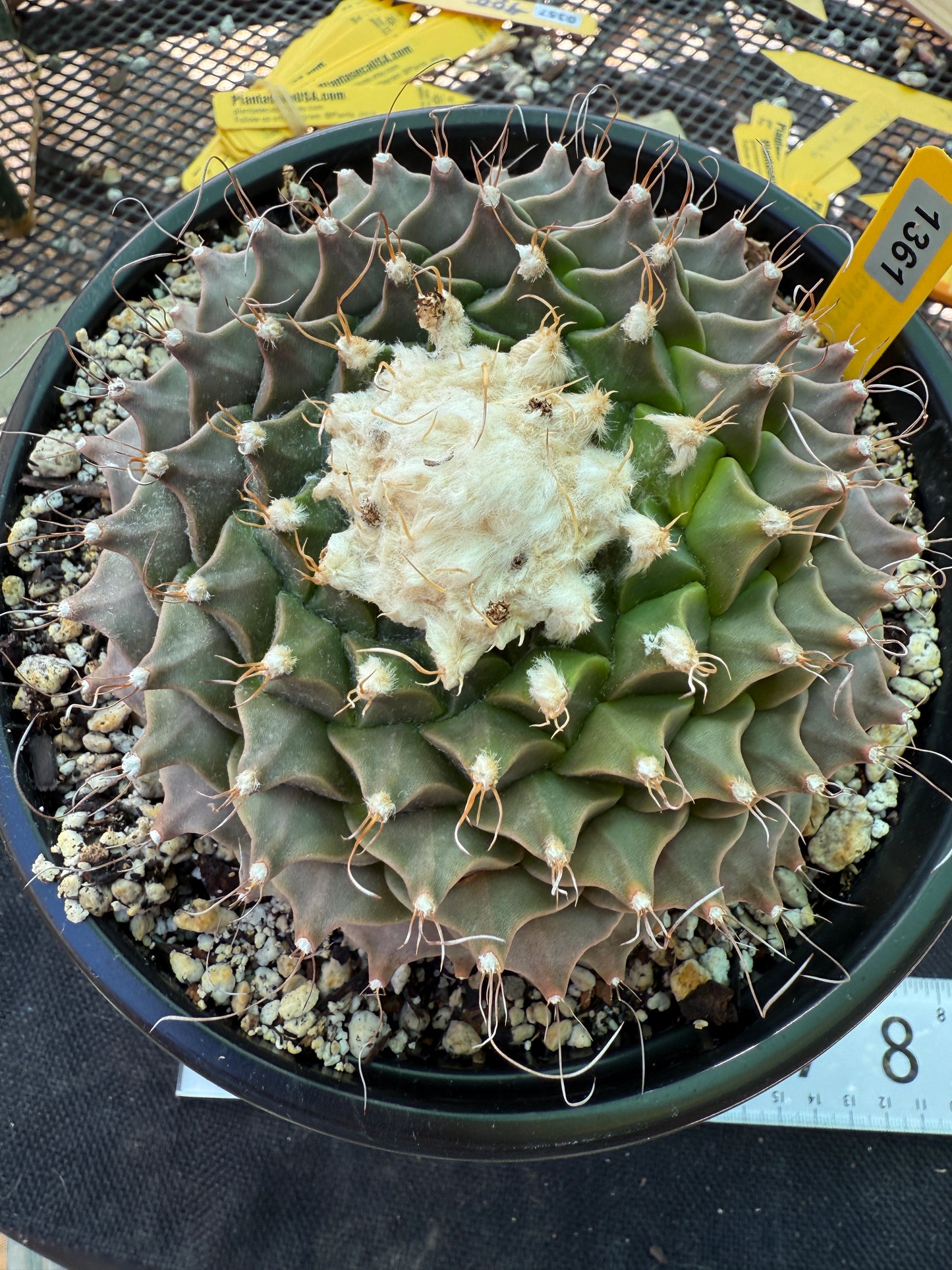 Obregonia denegrii 5 inch wide specimen rare plant 1361