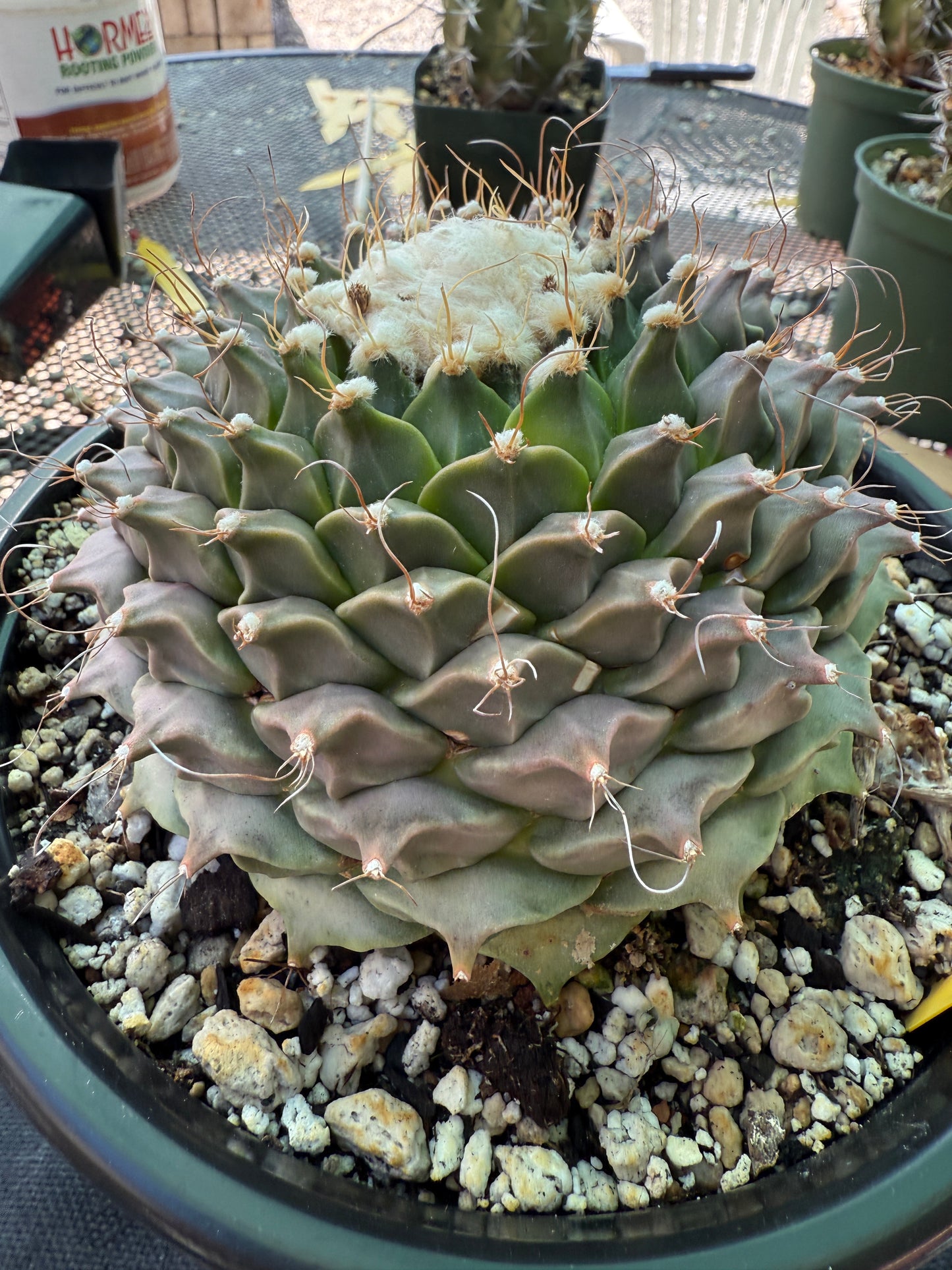 Obregonia denegrii 5 inch wide specimen rare plant 1361