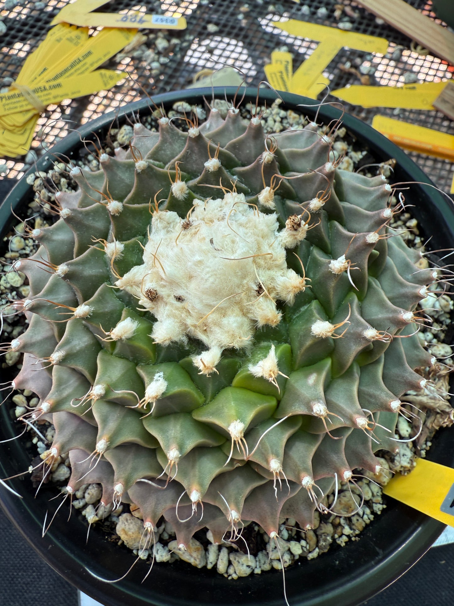 Obregonia denegrii 5 inch wide specimen rare plant 1361