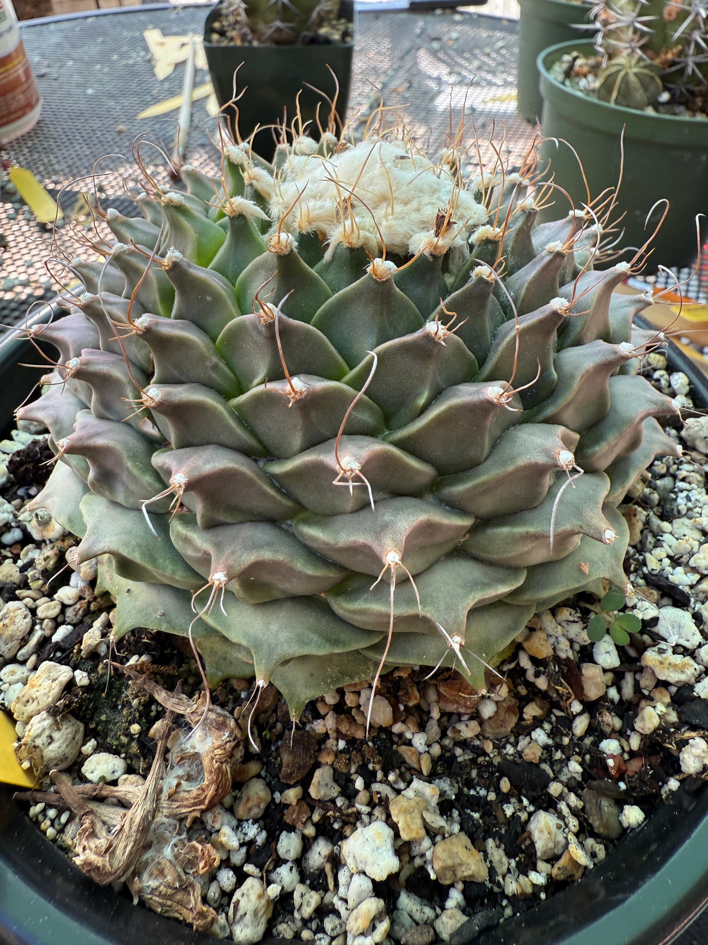 Obregonia denegrii 5 inch wide specimen rare plant 1361