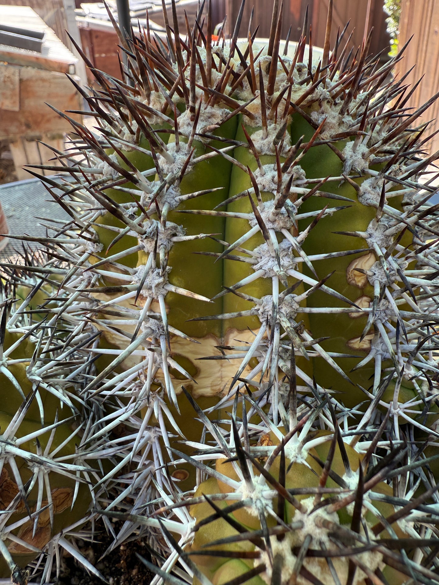 Copiapoa echinoides 30 years old specimen 10 inch wide many pups from collection