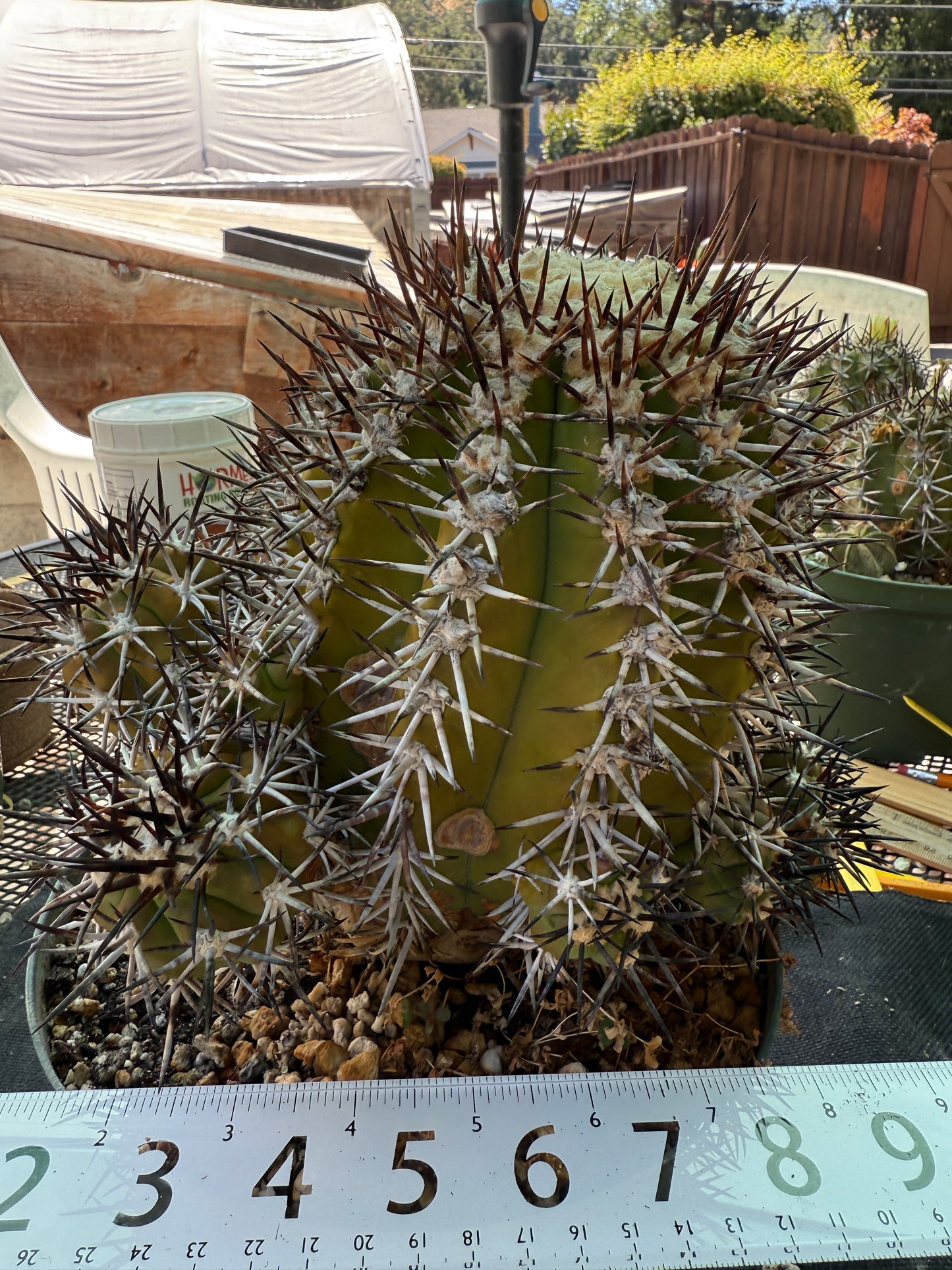Copiapoa echinoides 30 years old specimen 10 inch wide many pups from collection