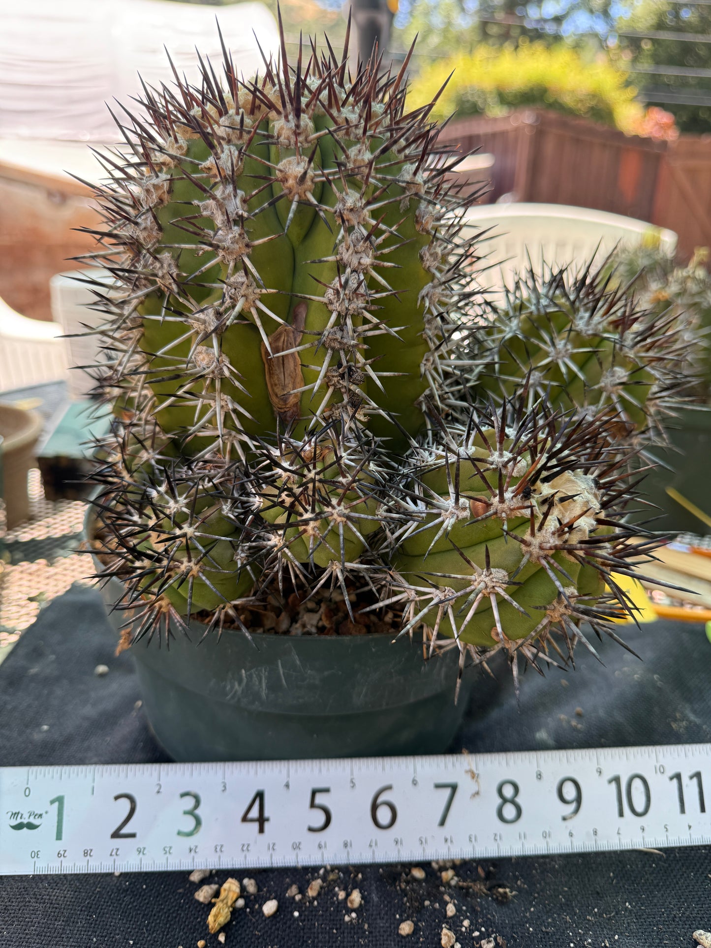 Copiapoa echinoides 30 years old specimen 10 inch wide many pups from collection