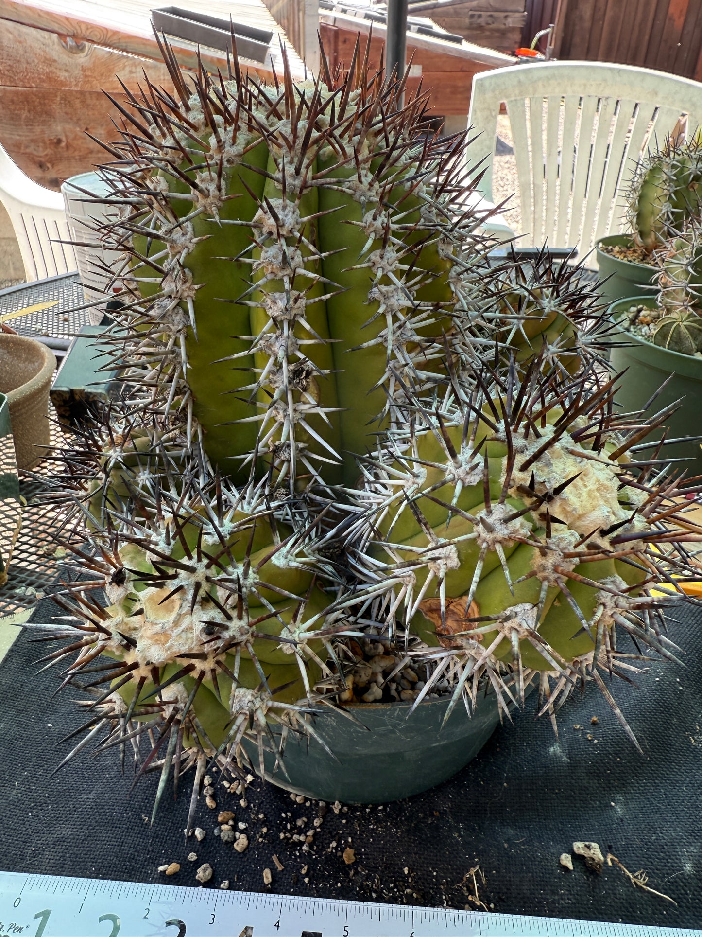 Copiapoa echinoides 30 years old specimen 10 inch wide many pups from collection