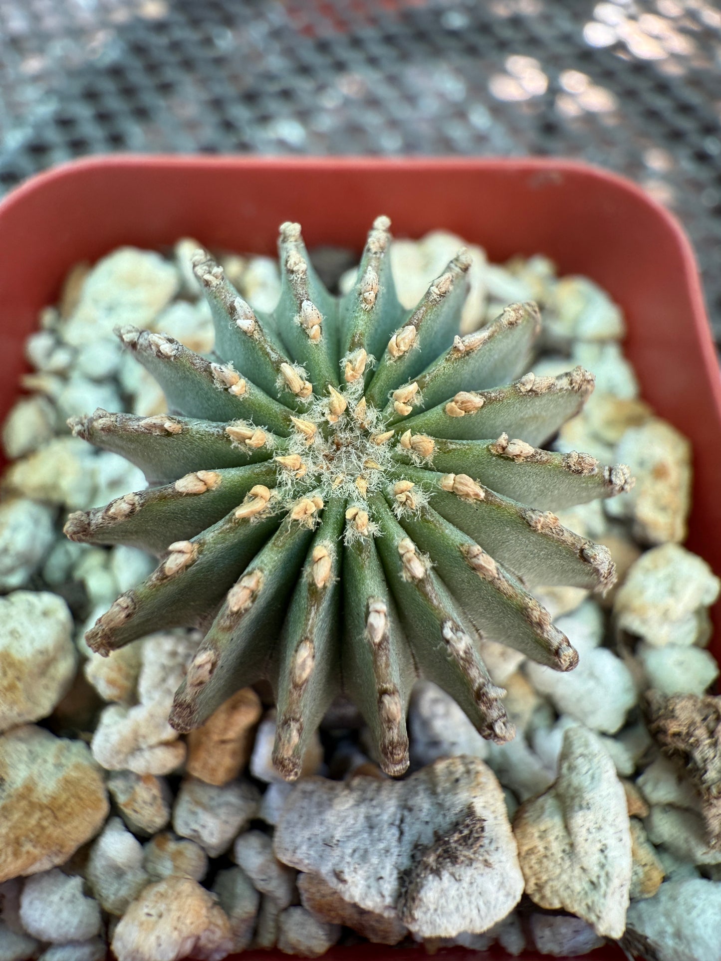 Geohintonia mexicana rare cactus 1326