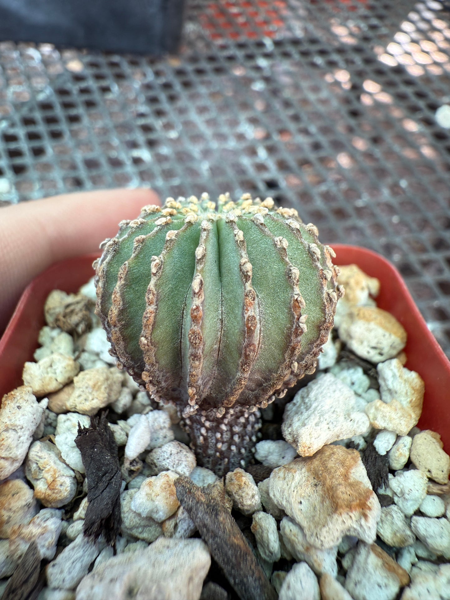 Geohintonia mexicana rare cactus 1326