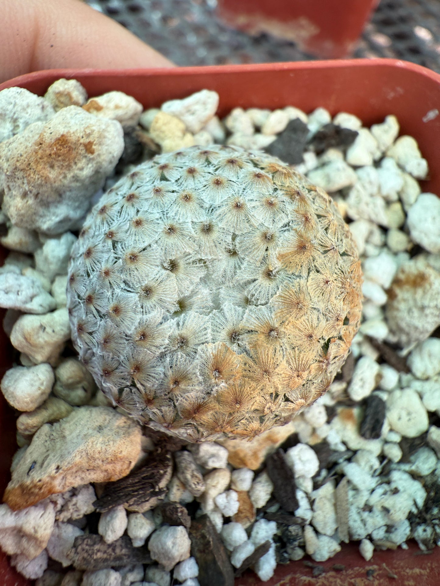 Mammillaria breviplumosa rare plant 1205