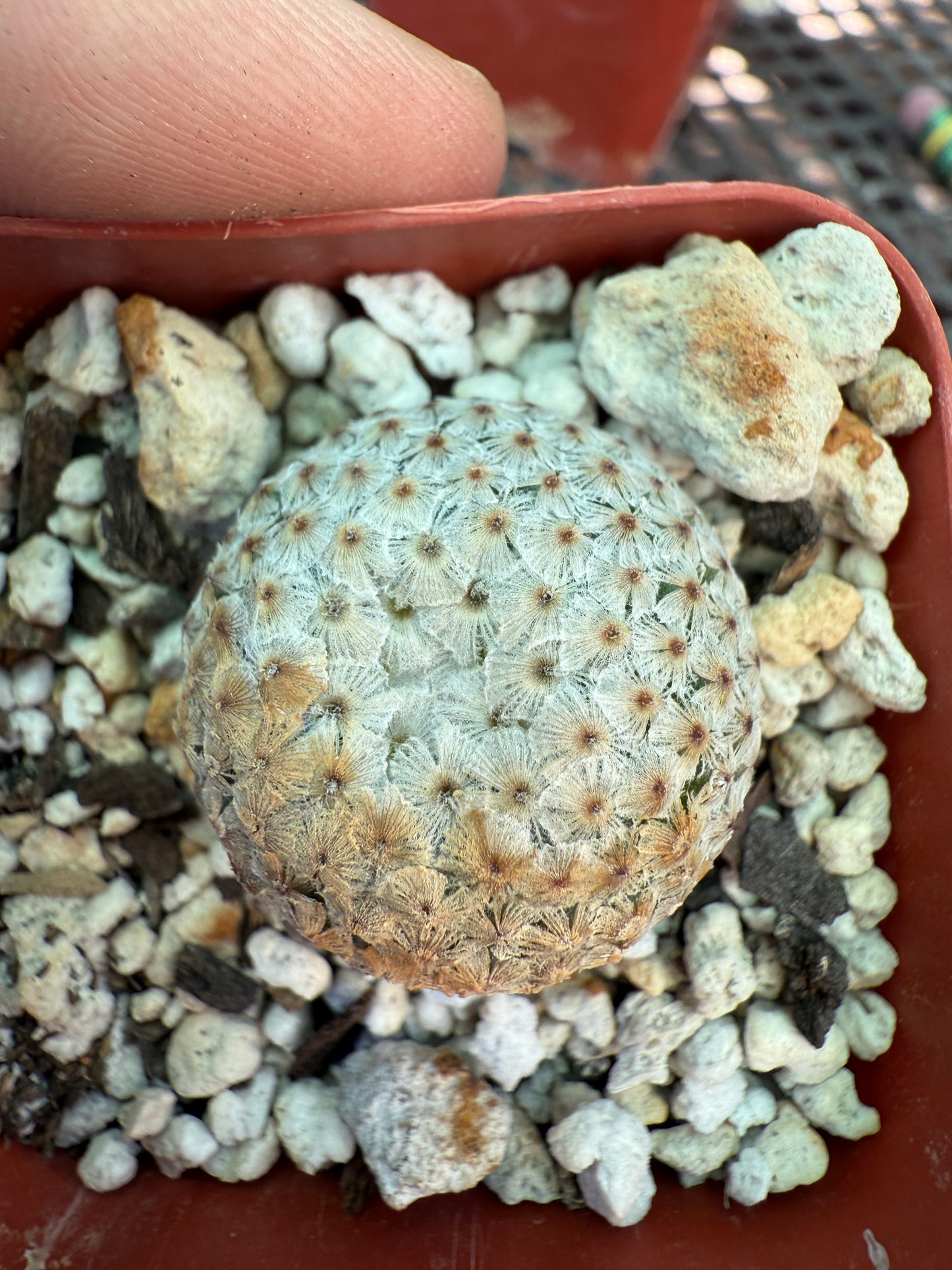 Mammillaria breviplumosa rare plant 1205