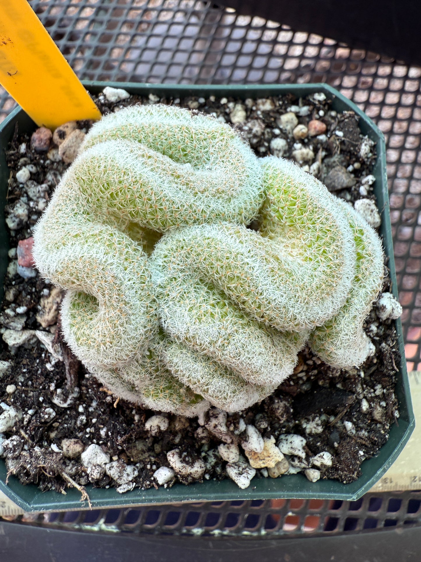 Mammillaria microthele crest nice brain cactus 210