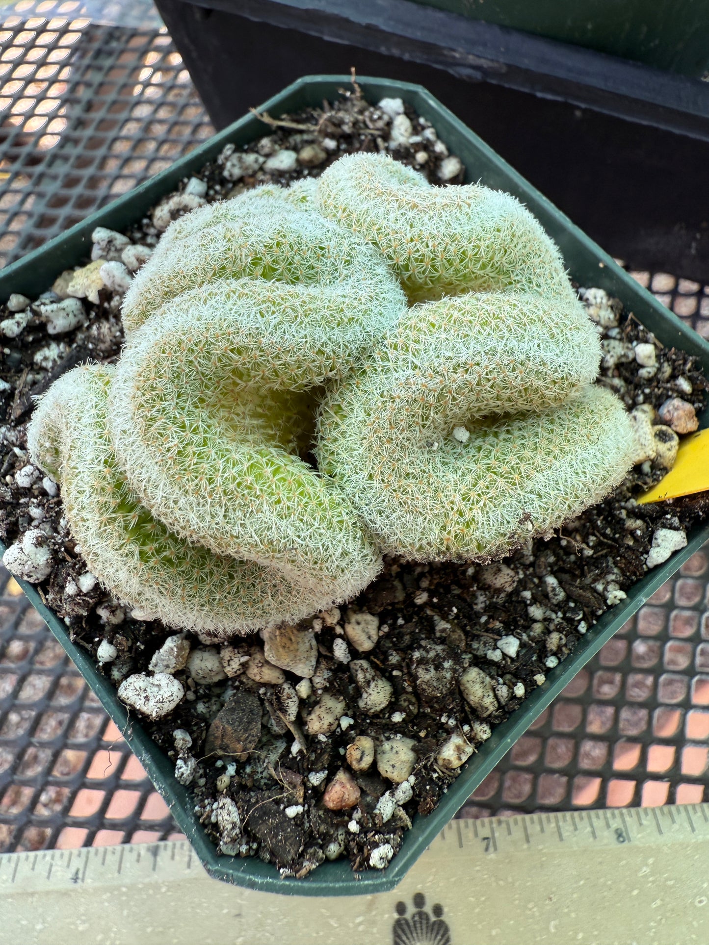 Mammillaria microthele crest nice brain cactus 210
