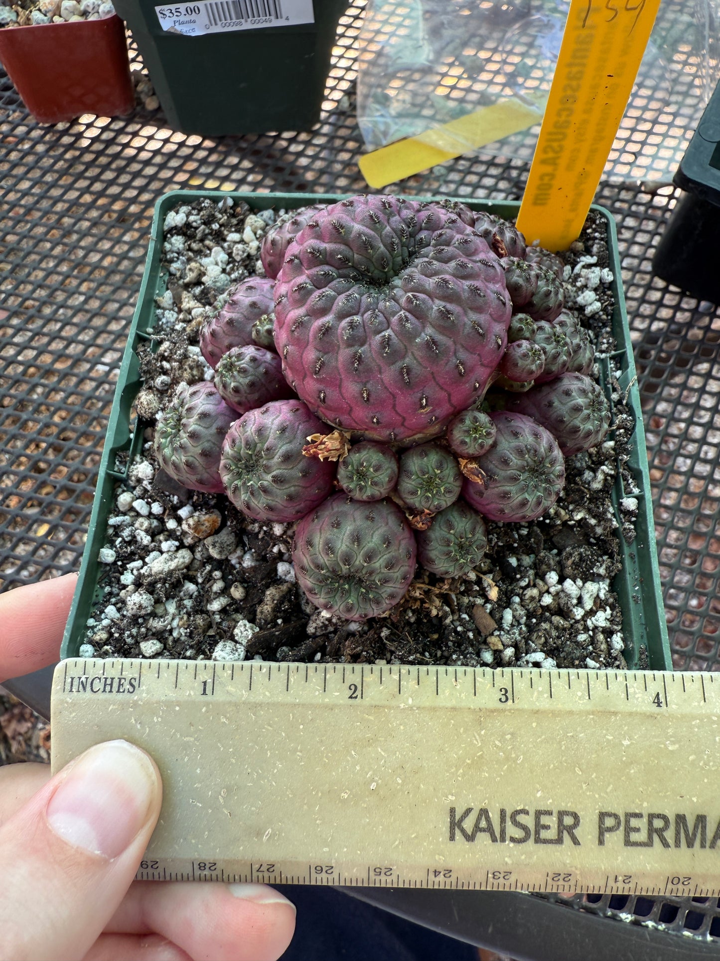 Sulcorebutia rauschii violaceidermis 154