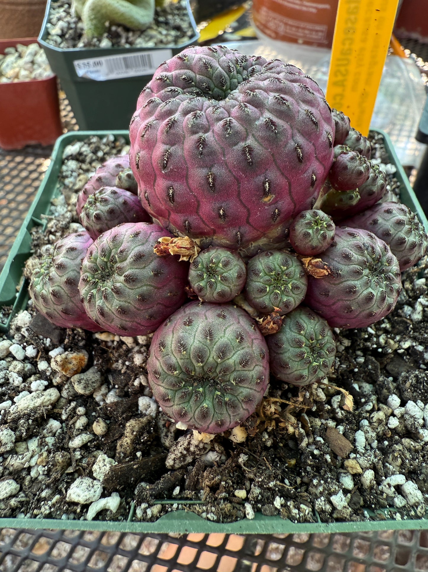 Sulcorebutia rauschii violaceidermis 154
