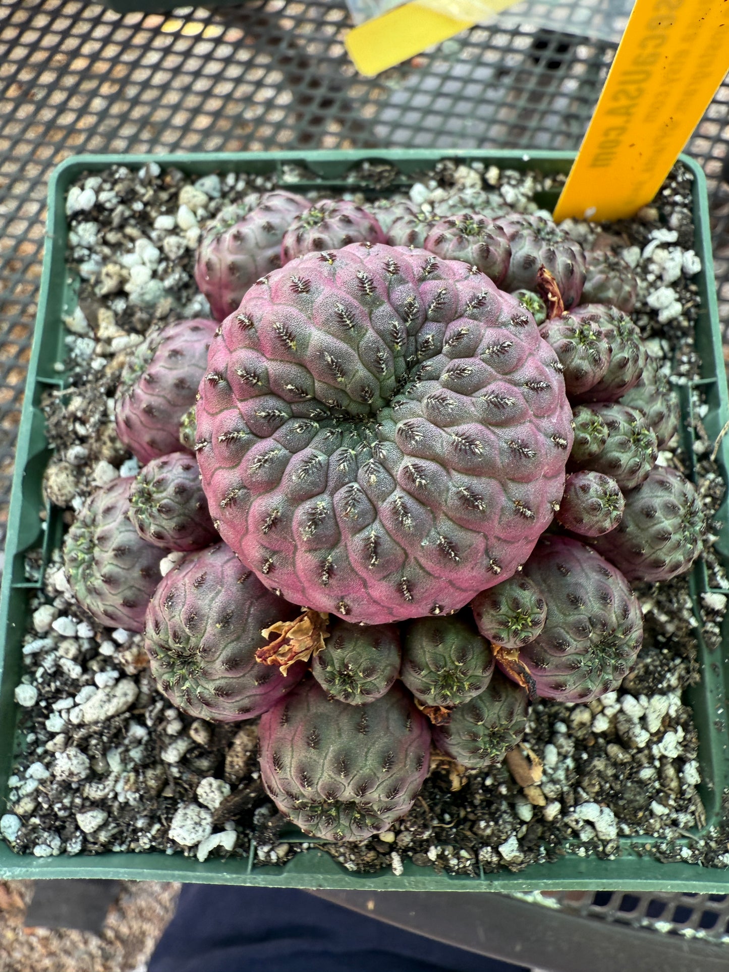 Sulcorebutia rauschii violaceidermis 154