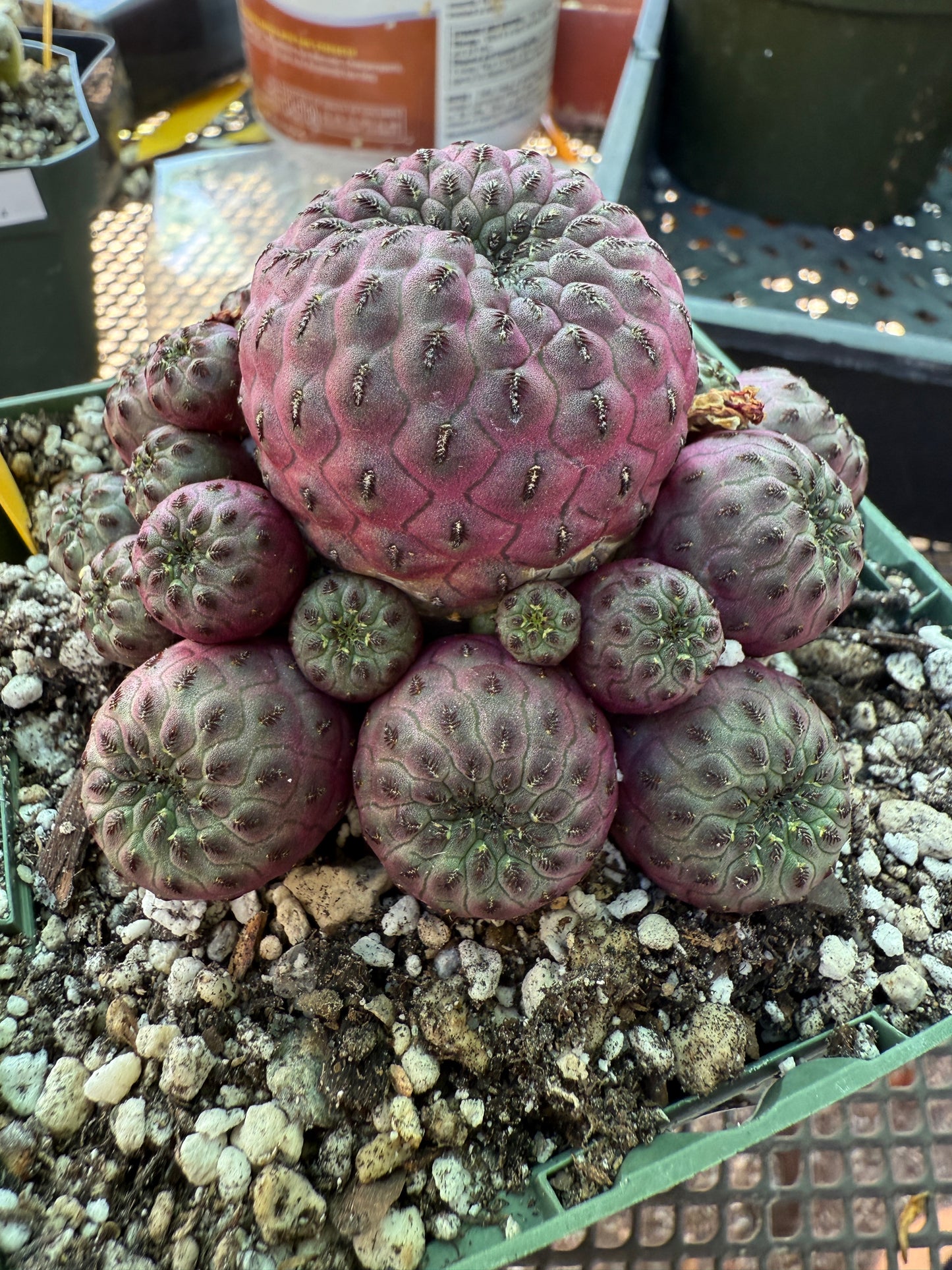 Sulcorebutia rauschii violaceidermis 154
