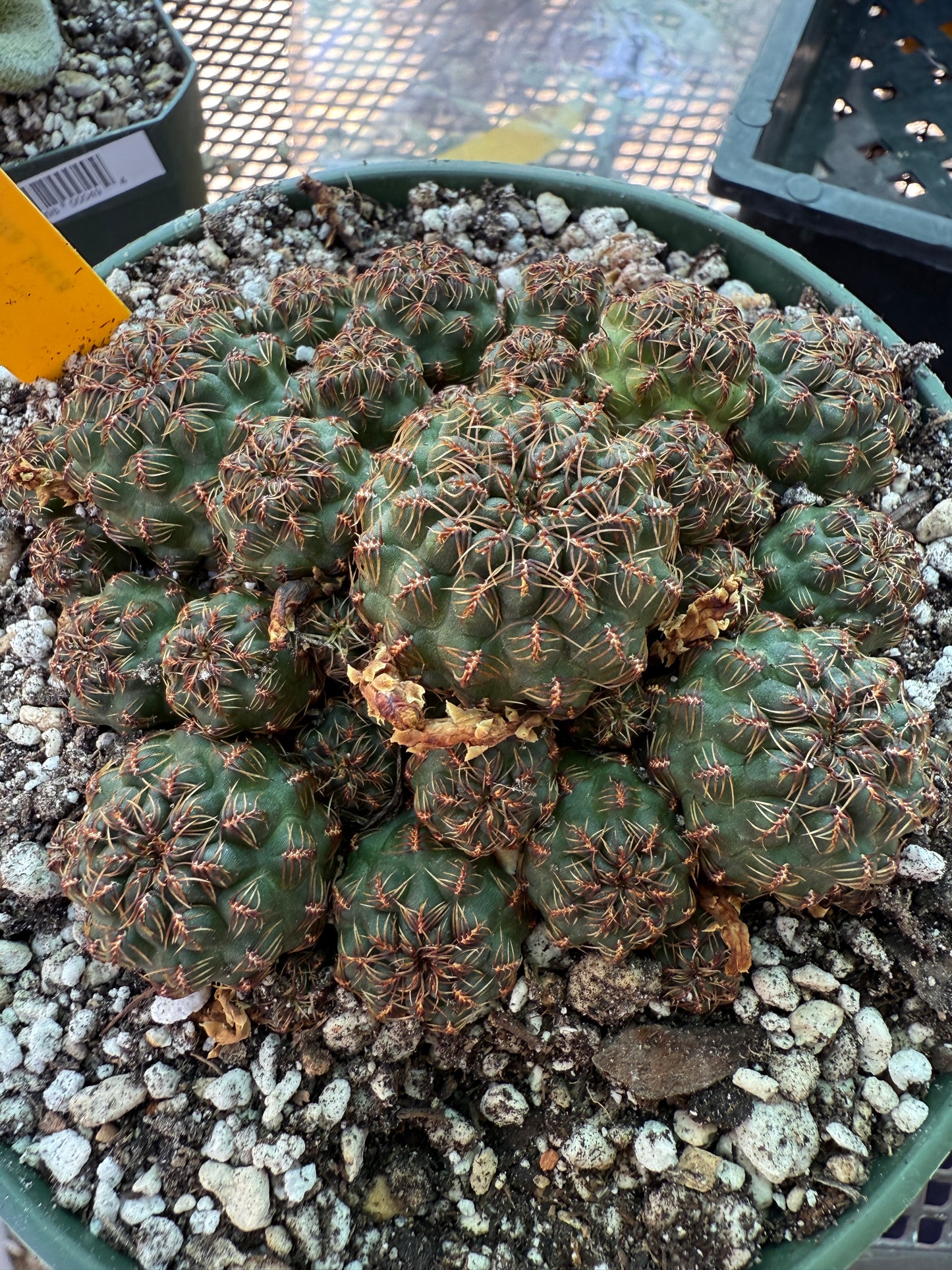 Sulcorebutia taratensis rare cactus 6 inch pot 144