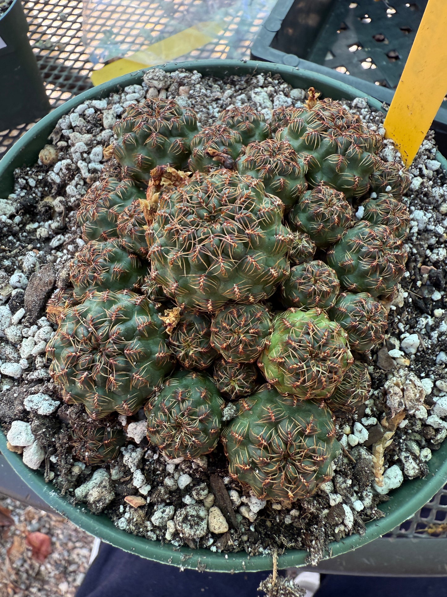 Sulcorebutia taratensis rare cactus 6 inch pot 144