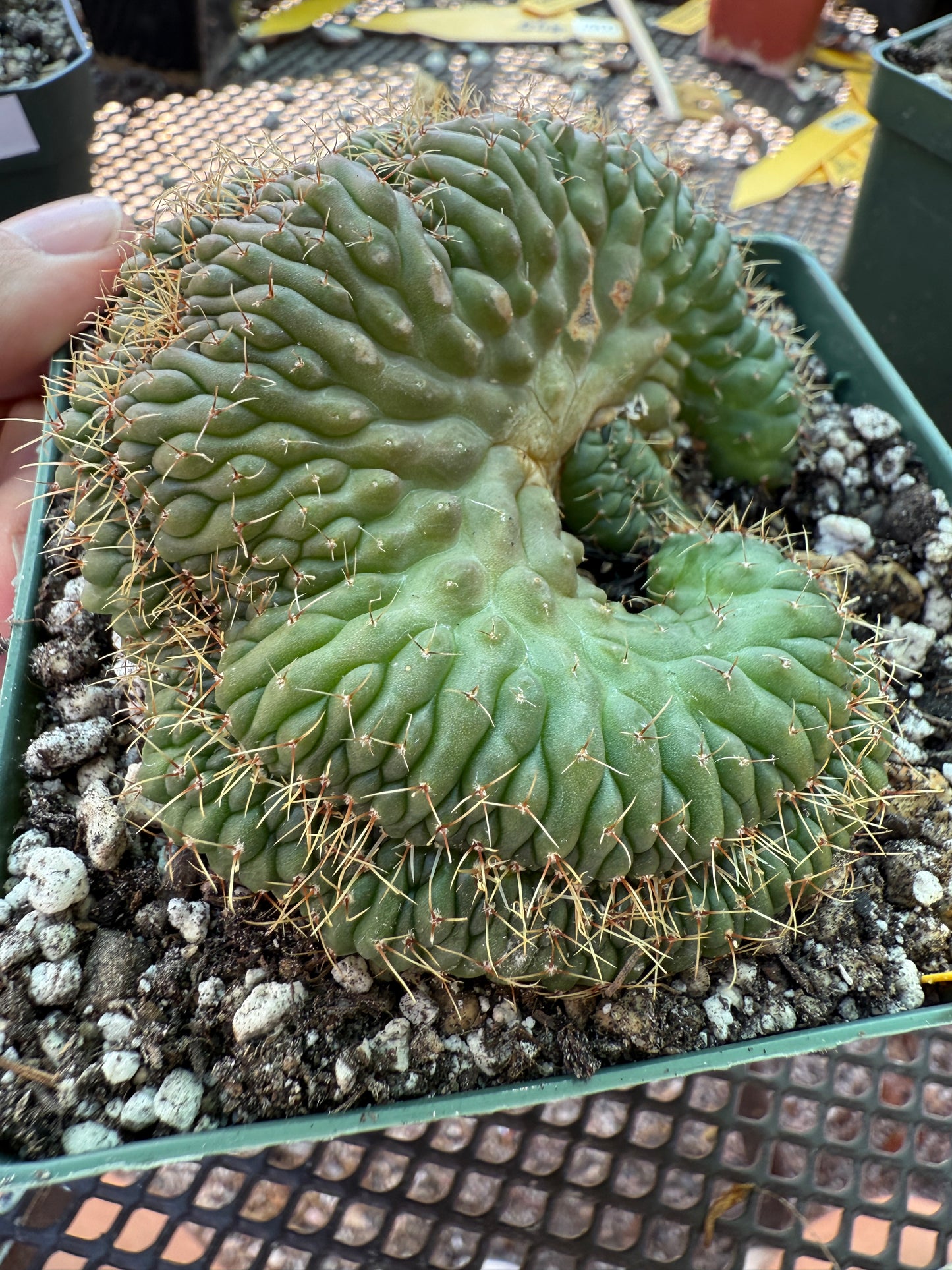 Gymnocalycium ochoterranae crest large in 4.25 inch pot 640