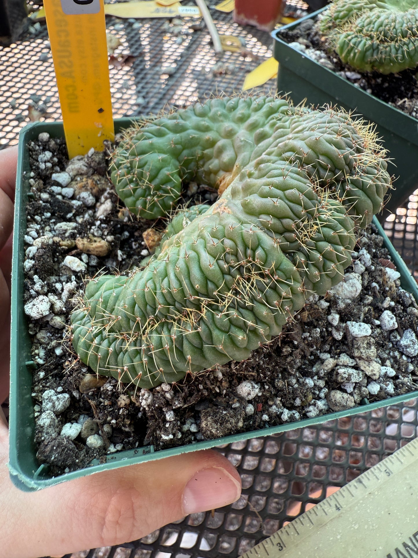 Gymnocalycium ochoterranae crest large in 4.25 inch pot 640