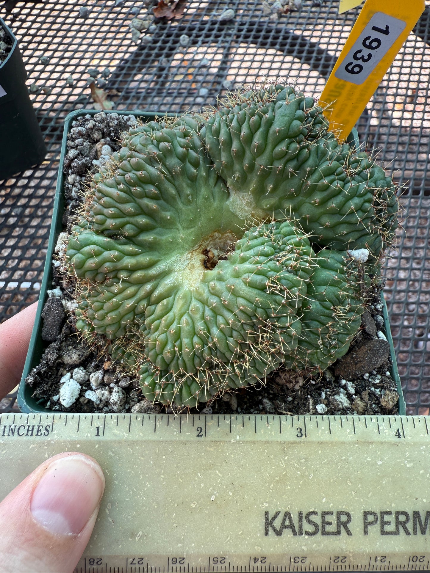 Gymnocalycium ochoterranae crest large in 4.25 inch pot 1939