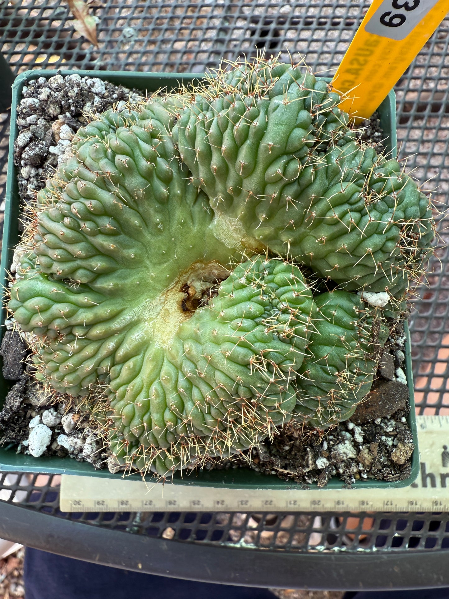 Gymnocalycium ochoterranae crest large in 4.25 inch pot 1939