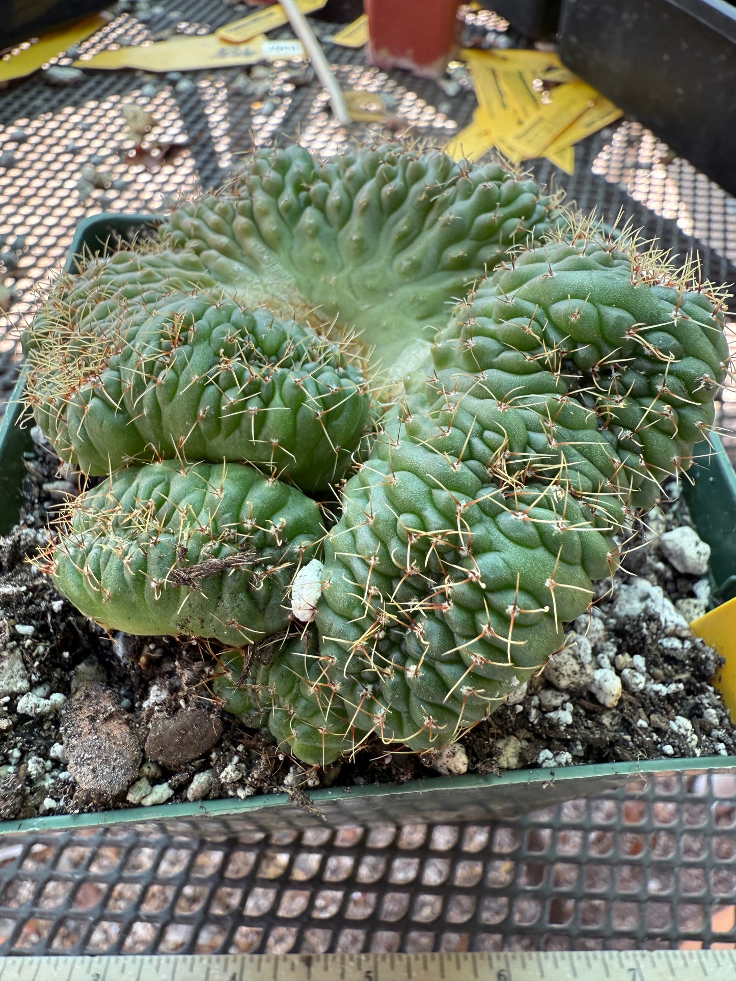 Gymnocalycium ochoterranae crest large in 4.25 inch pot 1939