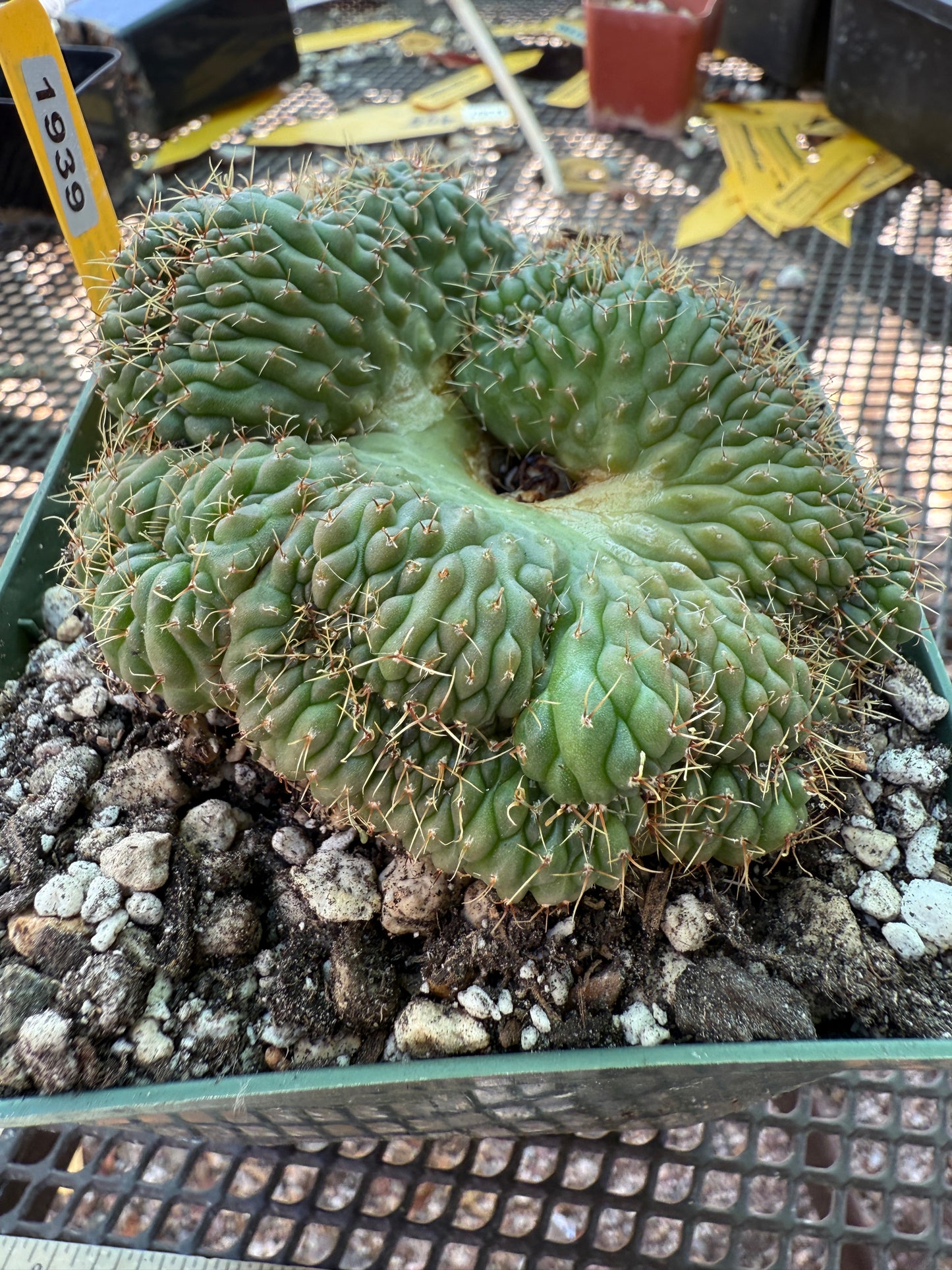 Gymnocalycium ochoterranae crest large in 4.25 inch pot 1939