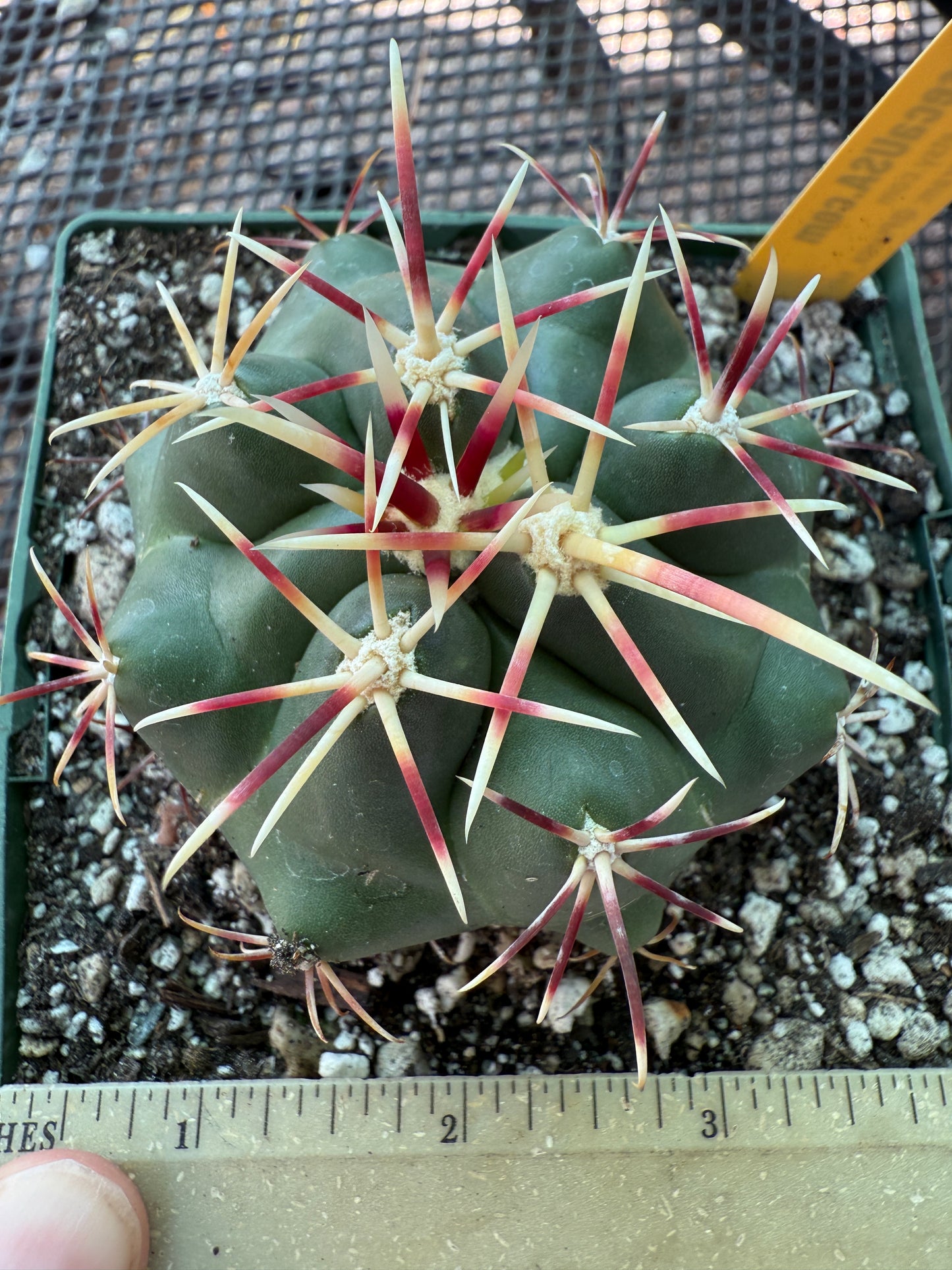 Thelocactus lloydii in 4.25 inch pot 156