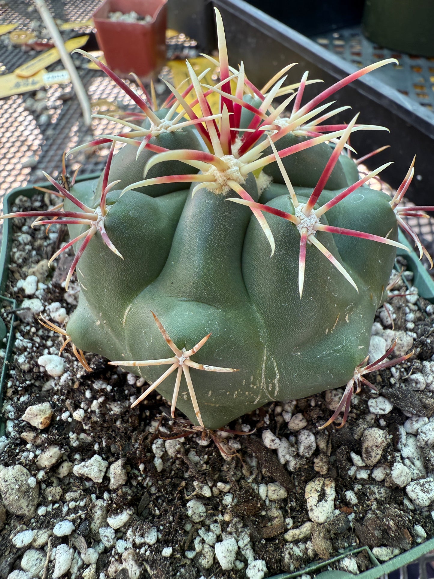 Thelocactus lloydii in 4.25 inch pot 156