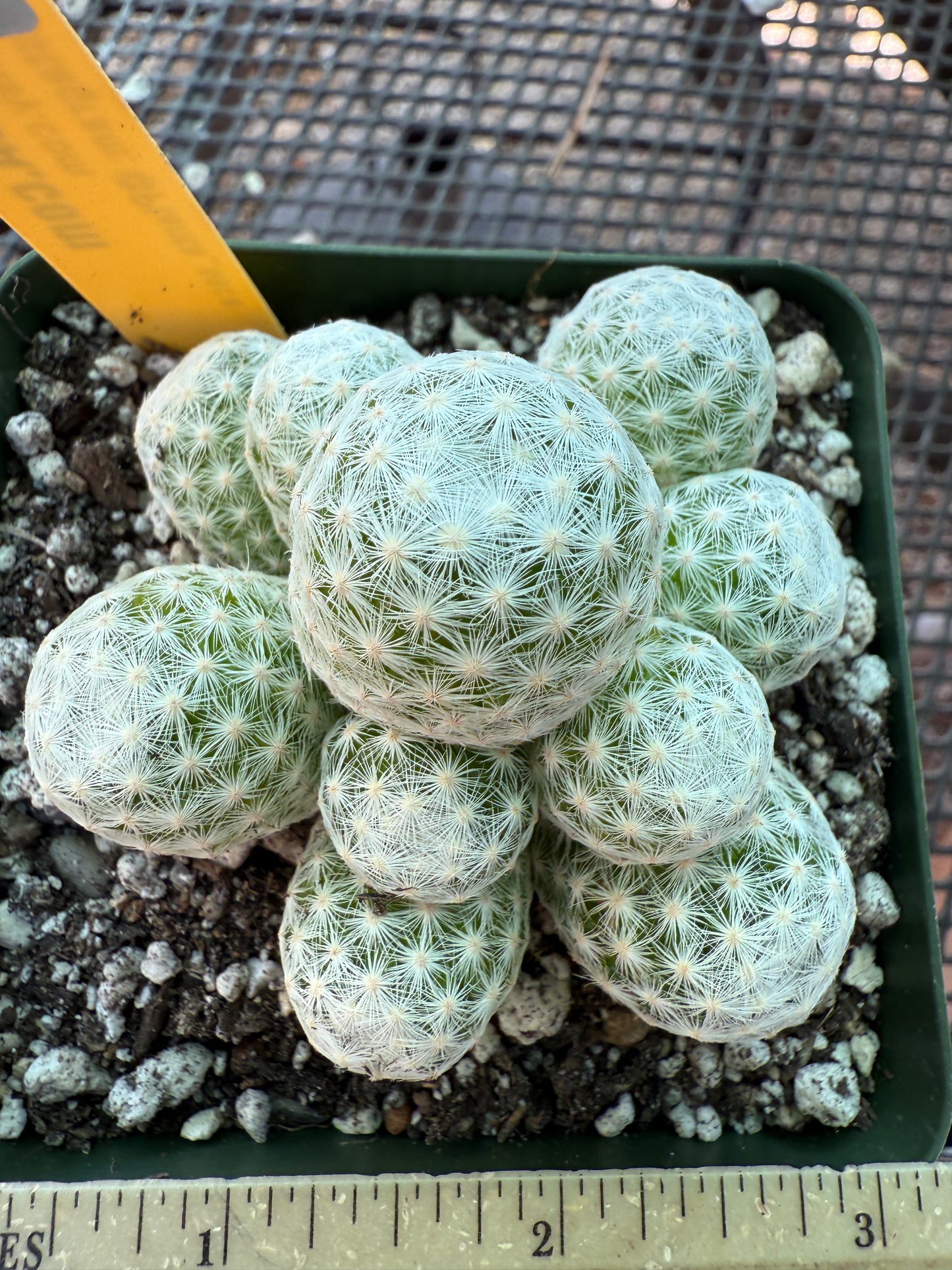 Mammillaria humboldtii cactus in 3.25 inch pot 141