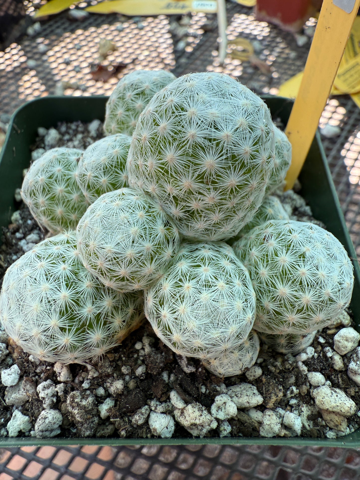 Mammillaria humboldtii cactus in 3.25 inch pot 141