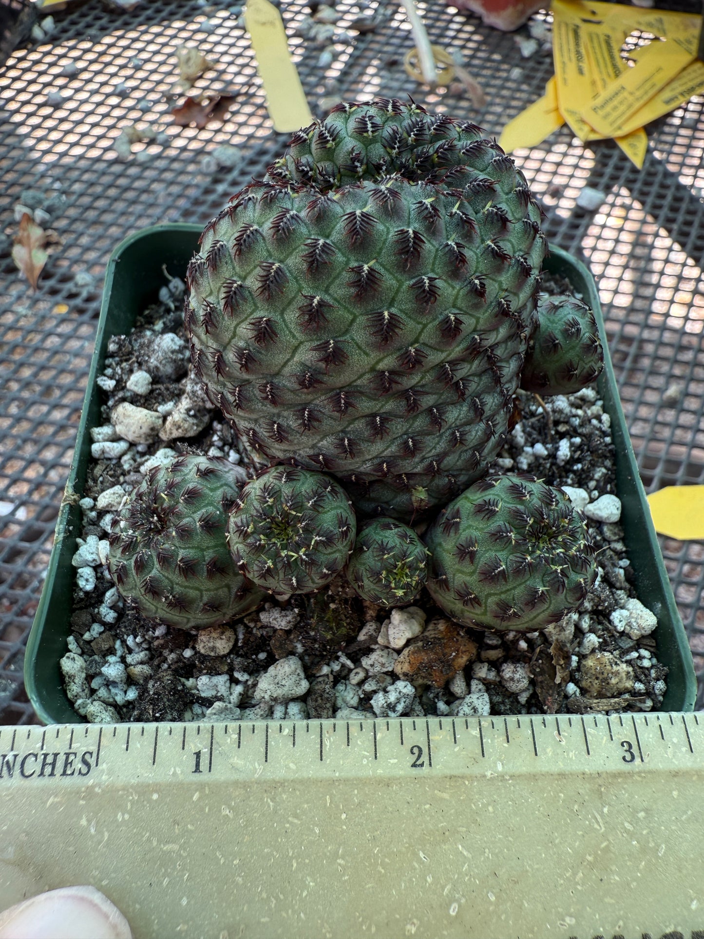 Sulcorebutia rauschii cutting from showplant, beautiful form 357
