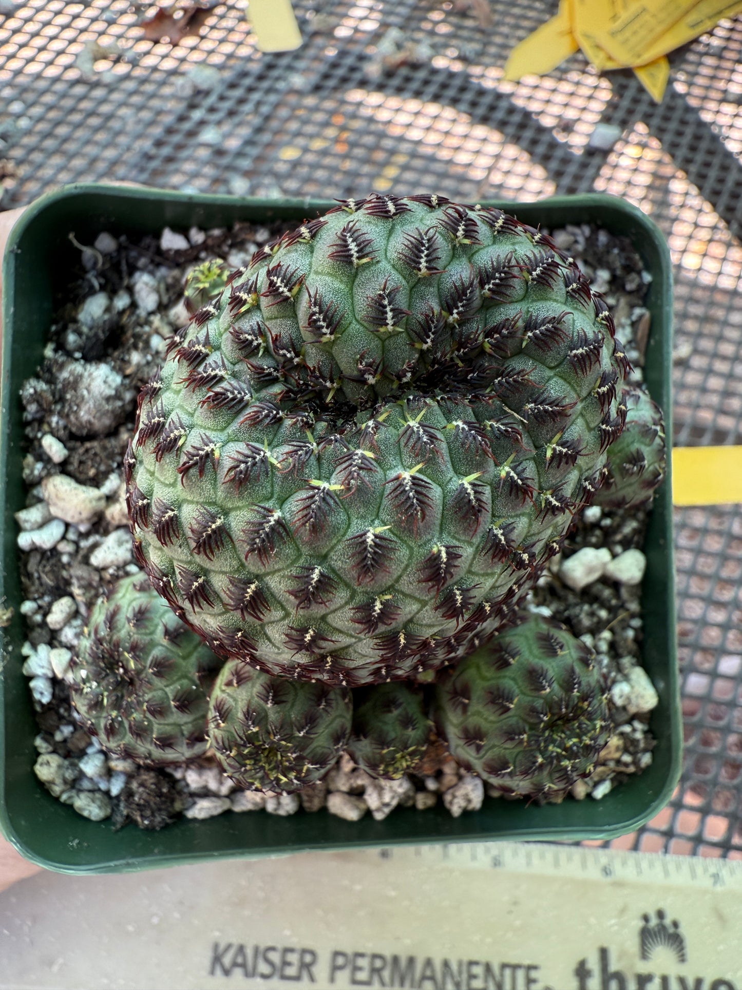 Sulcorebutia rauschii cutting from showplant, beautiful form 357