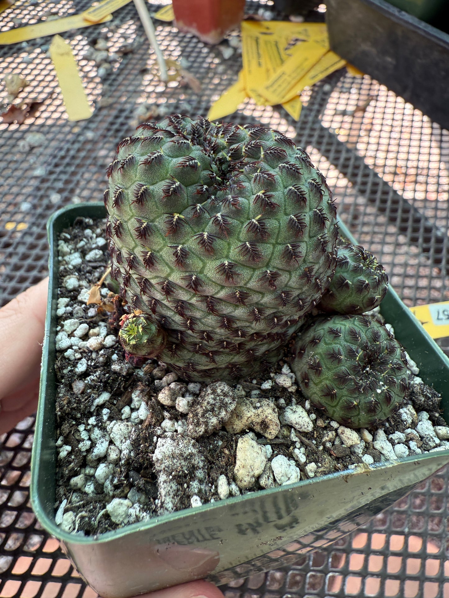Sulcorebutia rauschii cutting from showplant, beautiful form 357