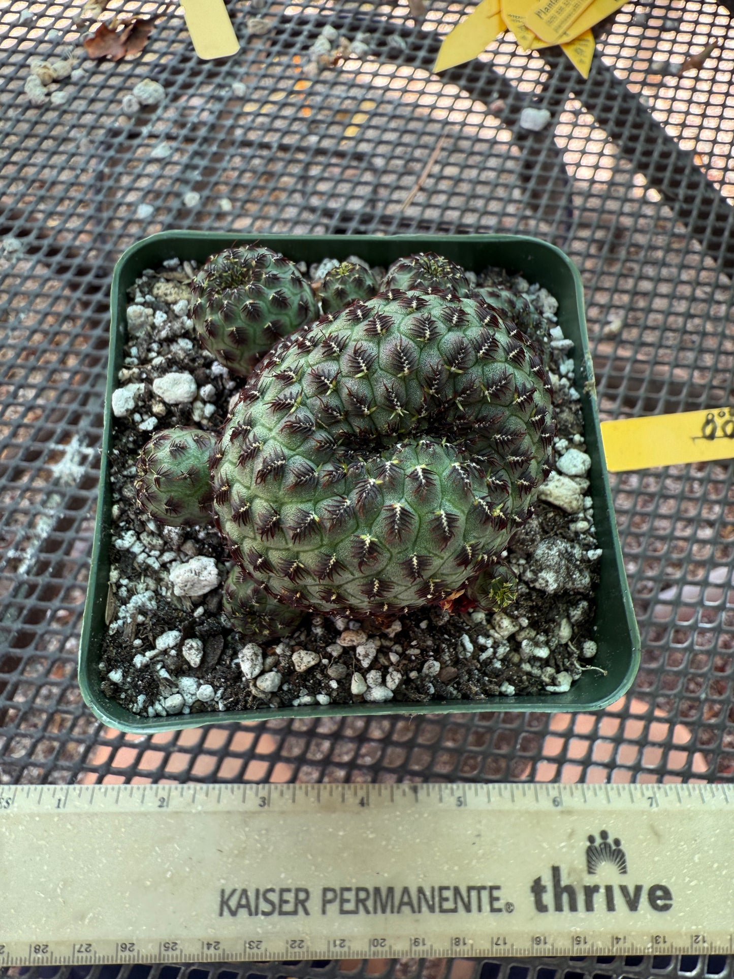 Sulcorebutia rauschii cutting from showplant, beautiful form 357