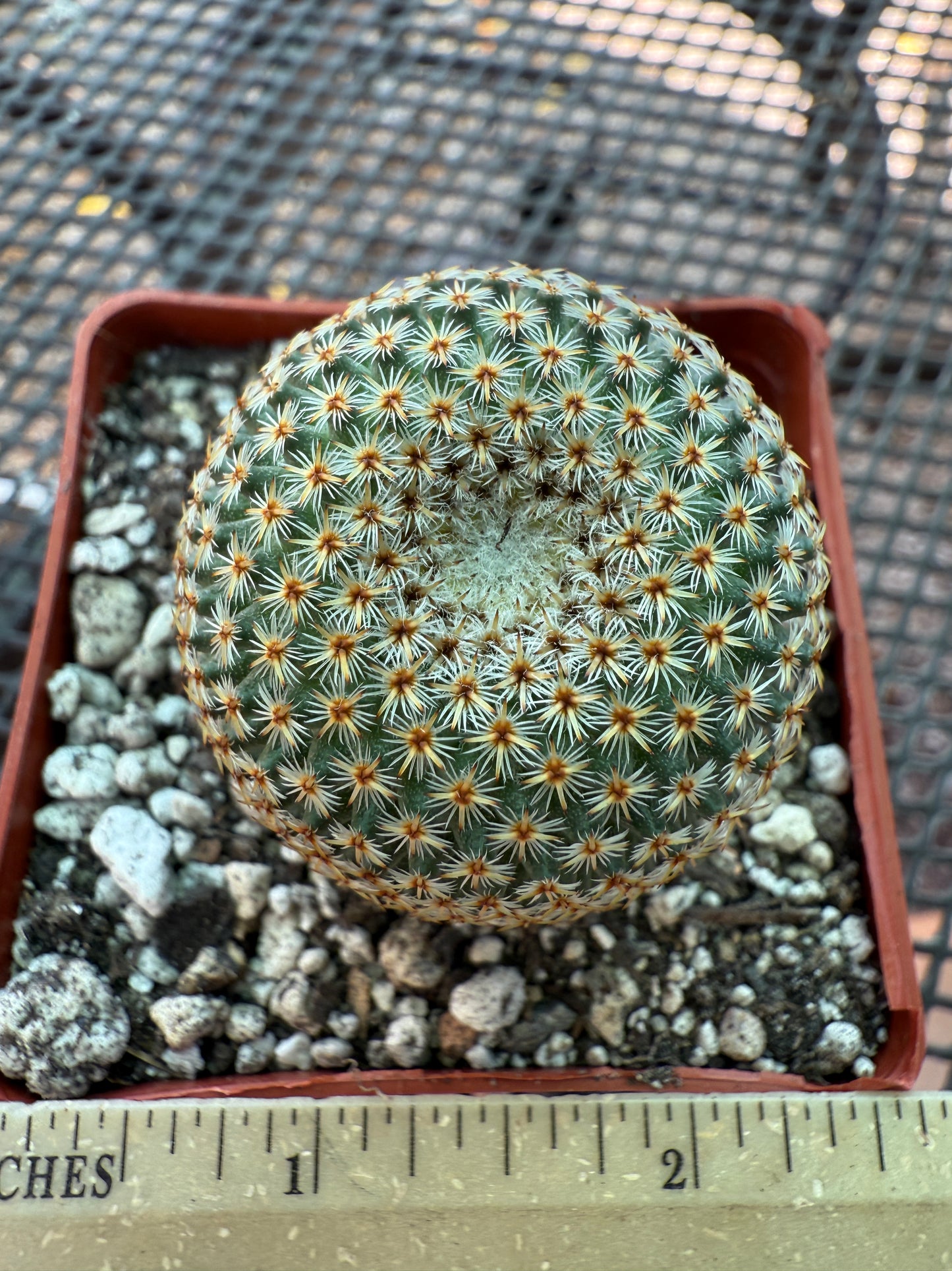 Mammillaria crucigera nice size rare cactus 306
