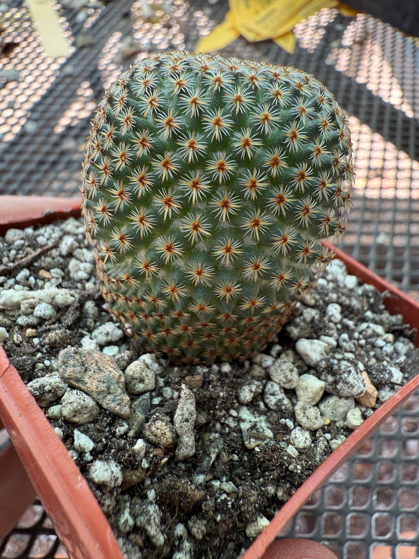 Mammillaria crucigera nice size rare cactus 306