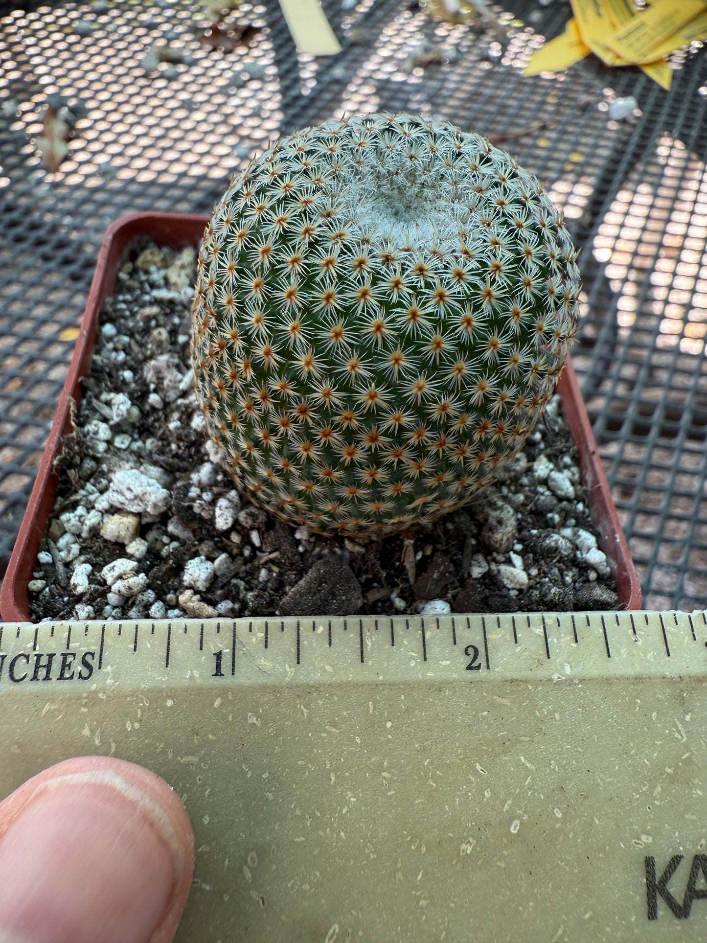 Mammillaria crucigera rare cactus nice size 1786