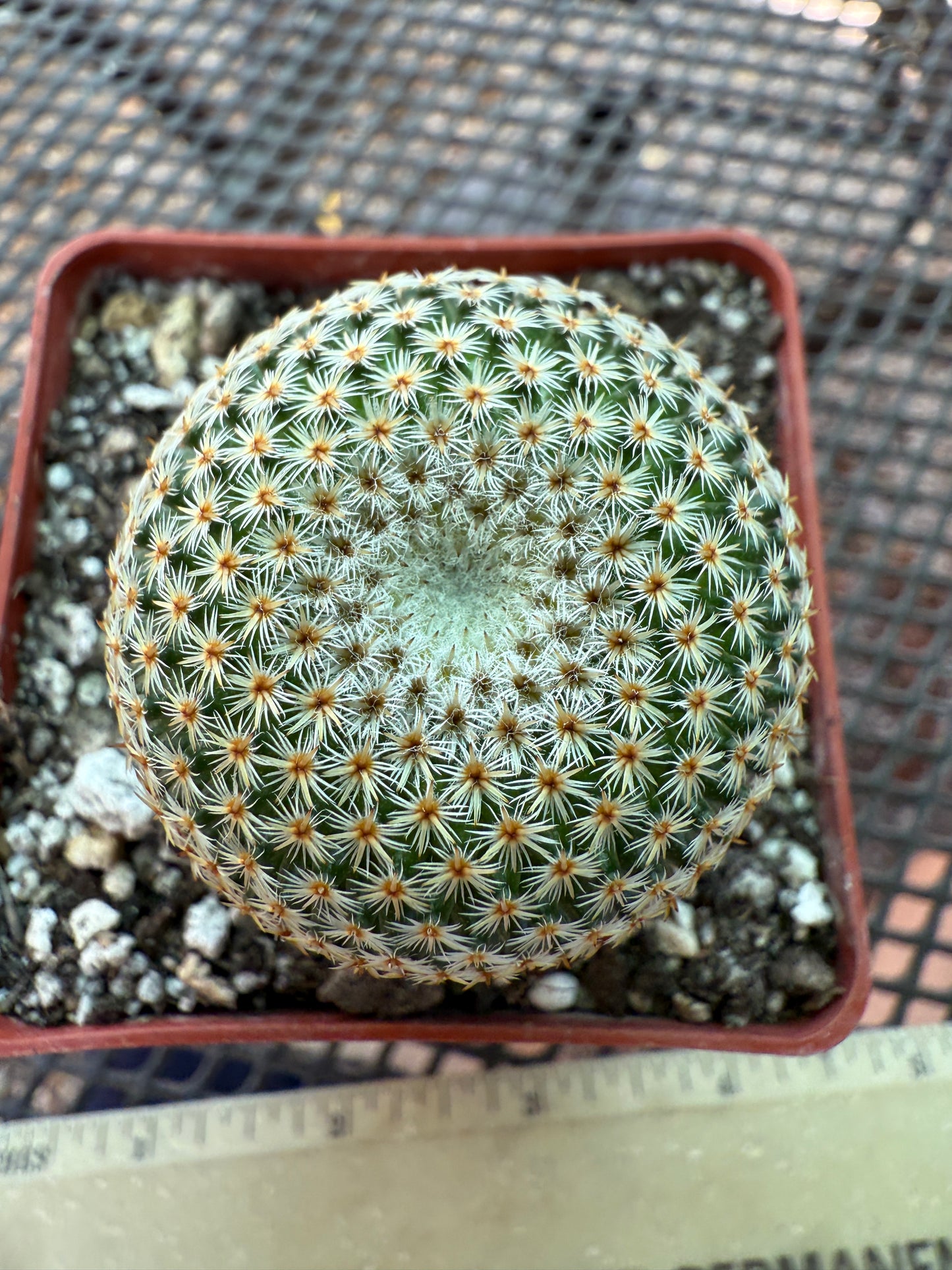Mammillaria crucigera rare cactus nice size 1786
